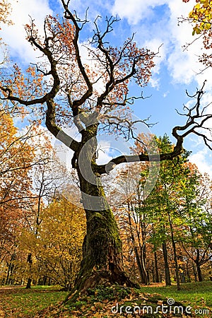 Old tall bare tree in a colorful autumn park Stock Photo