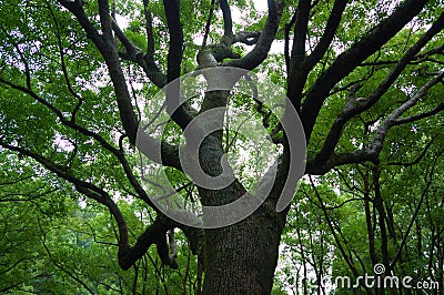 Old tall tree Stock Photo