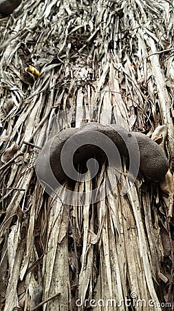 old tamarine Stock Photo