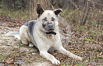 German Shepherd mixed breed dog laying down Stock Photo