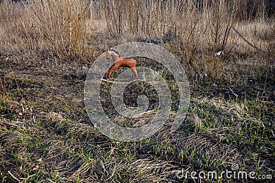 Old thrown away rocking horse Stock Photo