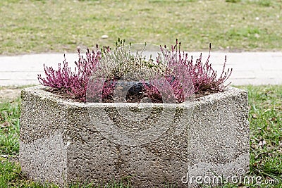 An old tire used as a tab for decorative heather Stock Photo