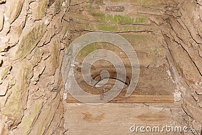 Old toilet with hole in timber outdoor Stock Photo