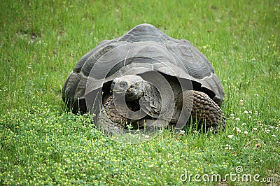 Old Tortoise Stock Photo