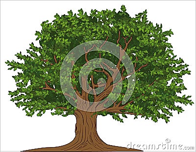 Old tree Vector Illustration