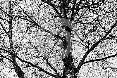 Black branches of an old birch tree against a gray sky. Stock Photo