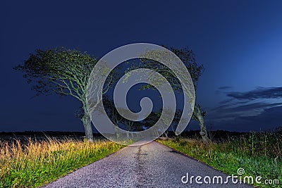 Old tree alley at the blue hour Stock Photo