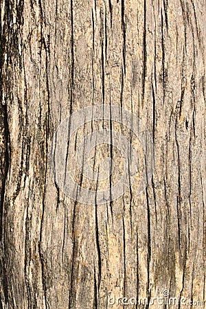 Old tree bark Stock Photo