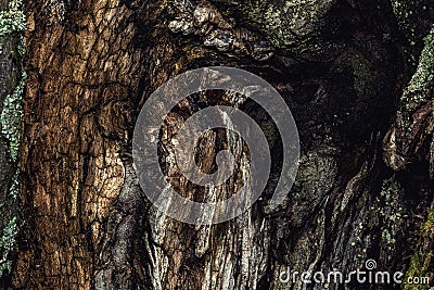 Old tree bark, beech trunk. Stock Photo