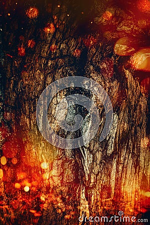 old tree bark, beech trunk on fire background. Stock Photo