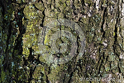 The old tree bark with light green moss. Stock Photo