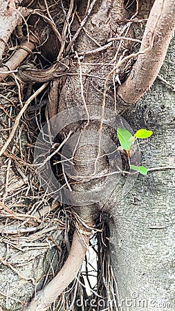 old tree bark and new plants Stock Photo