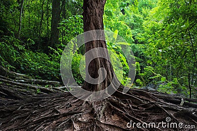 Old tree with big roots in green jungle Stock Photo