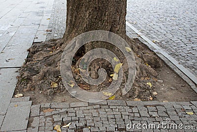 Old tree in the bricks. Lonely tree in city. The roots of this tree sprawls along the surface of the sidewalk Stock Photo