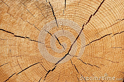 Old Tree Cross Section Stock Photo