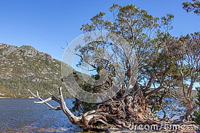 Old tree on the edge of Lake Dove in Tasmania Stock Photo