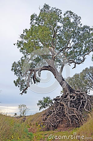 Old tree with exposed tangled roots Stock Photo