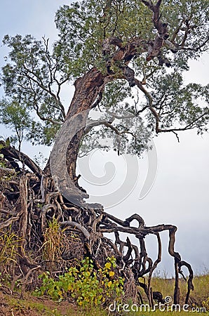 Old tree with exposed tangled roots Stock Photo