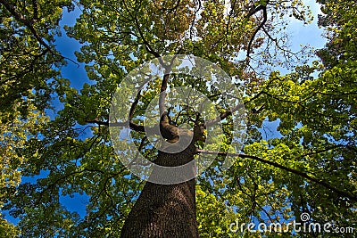 Old Tree In The Forest Stock Photo