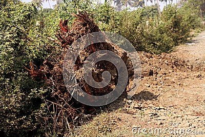 Old tree has cut and destroy from root base Stock Photo