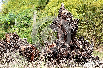 Old tree has cut and destroy from root base Stock Photo