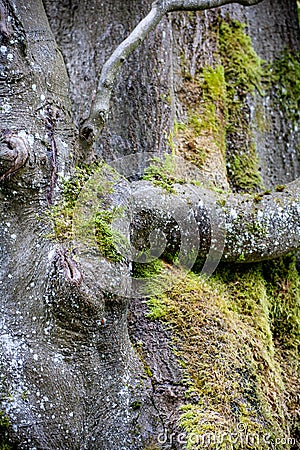 Old tree with moss on the weatherside Stock Photo