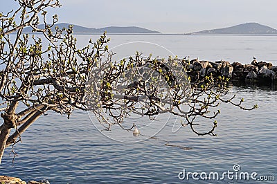 Old Tree Over The Sea Stock Photo