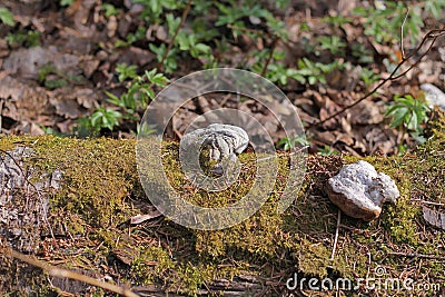 Stump in the forest overgrown with moss Stock Photo