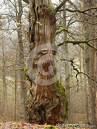 Old mysterious autumn tree with leaves and moss Stock Photo