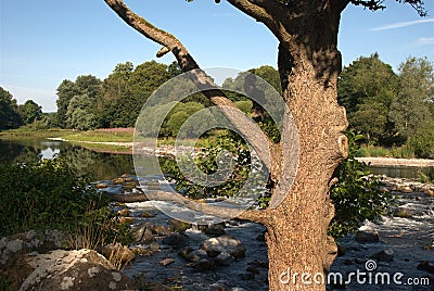 old tree and river Tweed at Melrose in summer Stock Photo
