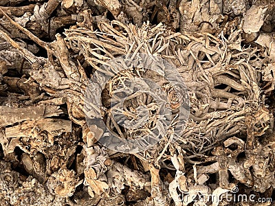 Tree Root Stock Photo