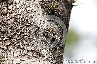 The old tree roots alive Stock Photo