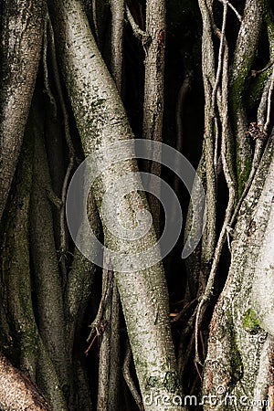 Old tree roots with dark shadows green moss scary fear feelings Stock Photo