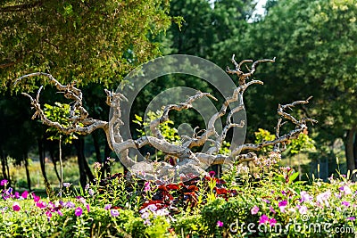 Decoration of the flowerbeds Stock Photo