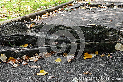 Old tree roots destroy the asphalt as they grow through the pavement Stock Photo
