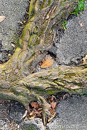 Old tree roots destroy the asphalt road pavement. Close-up Stock Photo