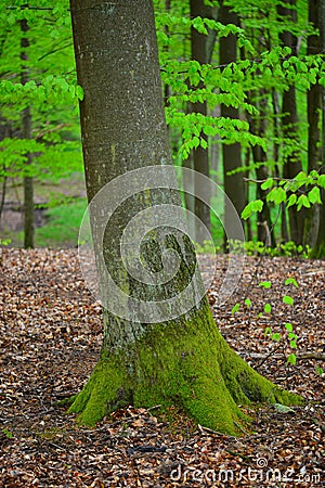 Old tree with roots Stock Photo