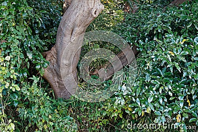 Old Tree roots in park Sybmol of source Stock Photo