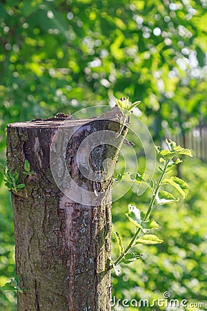 From the old tree sprouted young branches Stock Photo