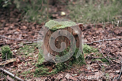 Old tree stump covered with moss Stock Photo