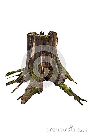 Old tree stump with moss isolated on white Stock Photo
