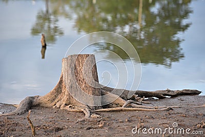 Old tree stump Stock Photo