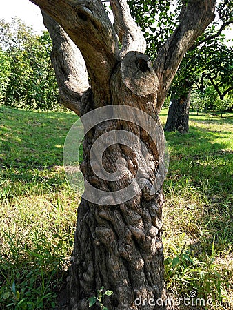 old tree texture Stock Photo