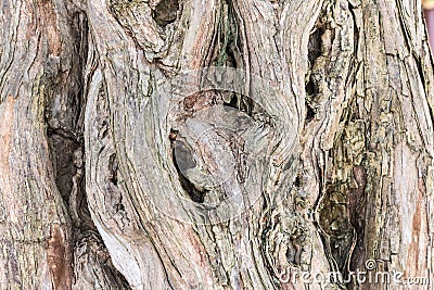 Old sandalwood trunk closeup Stock Photo