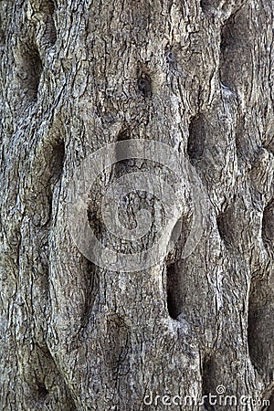 Old tree Stock Photo