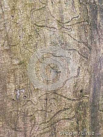 Old tree trunk Stock Photo