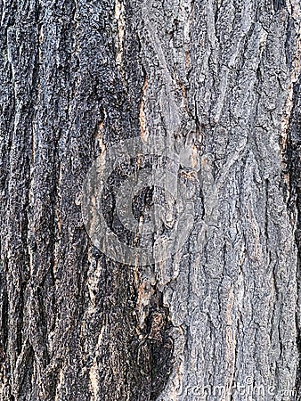 The old tree trunk background Stock Photo