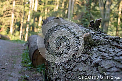 Old fallen tree trunk in a forest, close-up. Stock Photo