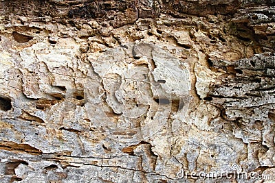 Old tree trunk with holes from woodworm and woodpecker Stock Photo