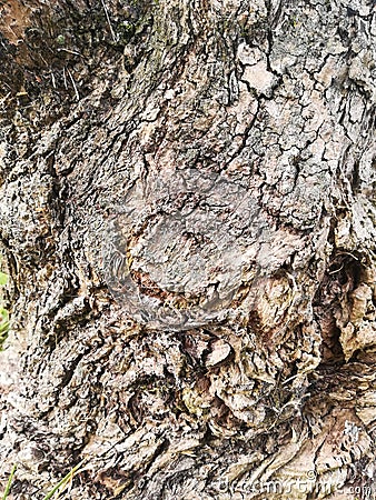 Old tree trunk rough texture Stock Photo